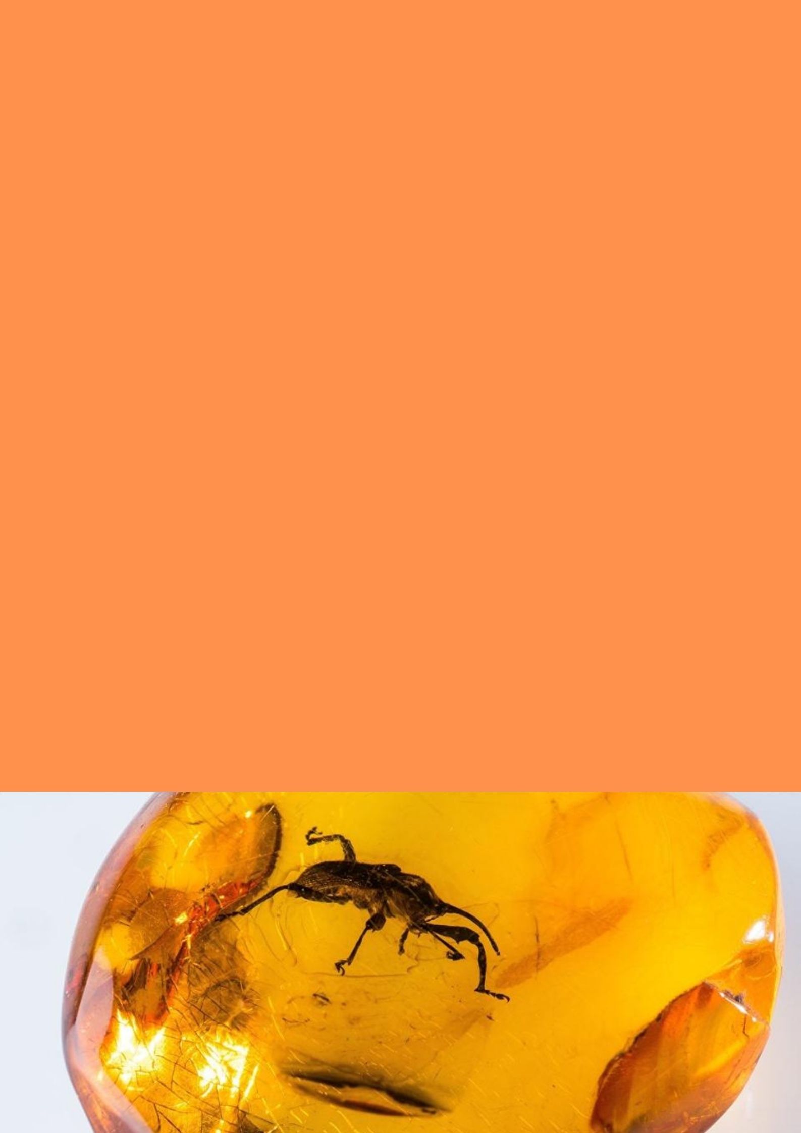 Sperm 100 million years old were found in a piece of amber